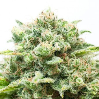 Paquete regalo 8 semillas autoflorecientes Auto Blueberry X"