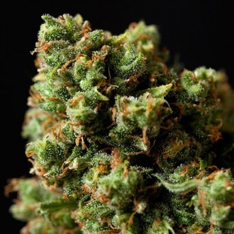 Paquete regalo 8 semillas feminizadas Chanel"