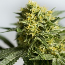 Paquete regalo 8 semillas feminizadas Diamond Skunn"