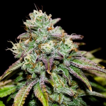 AK Versión Colombiana the diamond seeds