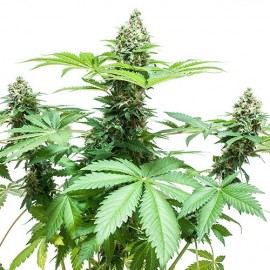 Auto Critical Jack +