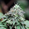 Auto Monster Cheese
