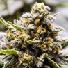 Auto Caramel